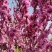 【紫荆】庭院花卉自产自销，一手货源量大从优