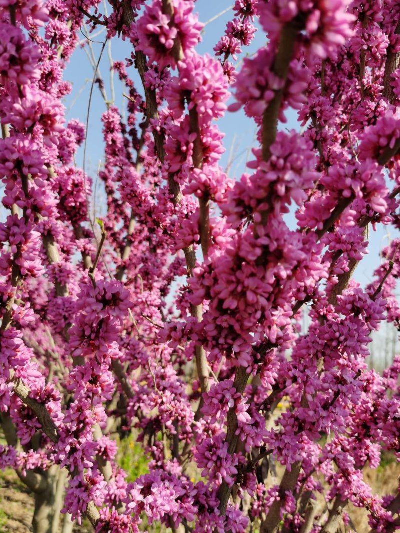 【紫荆】庭院花卉自产自销，一手货源量大从优