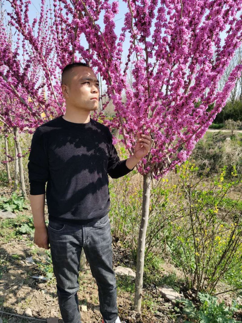 【紫荆】庭院花卉自产自销，一手货源量大从优