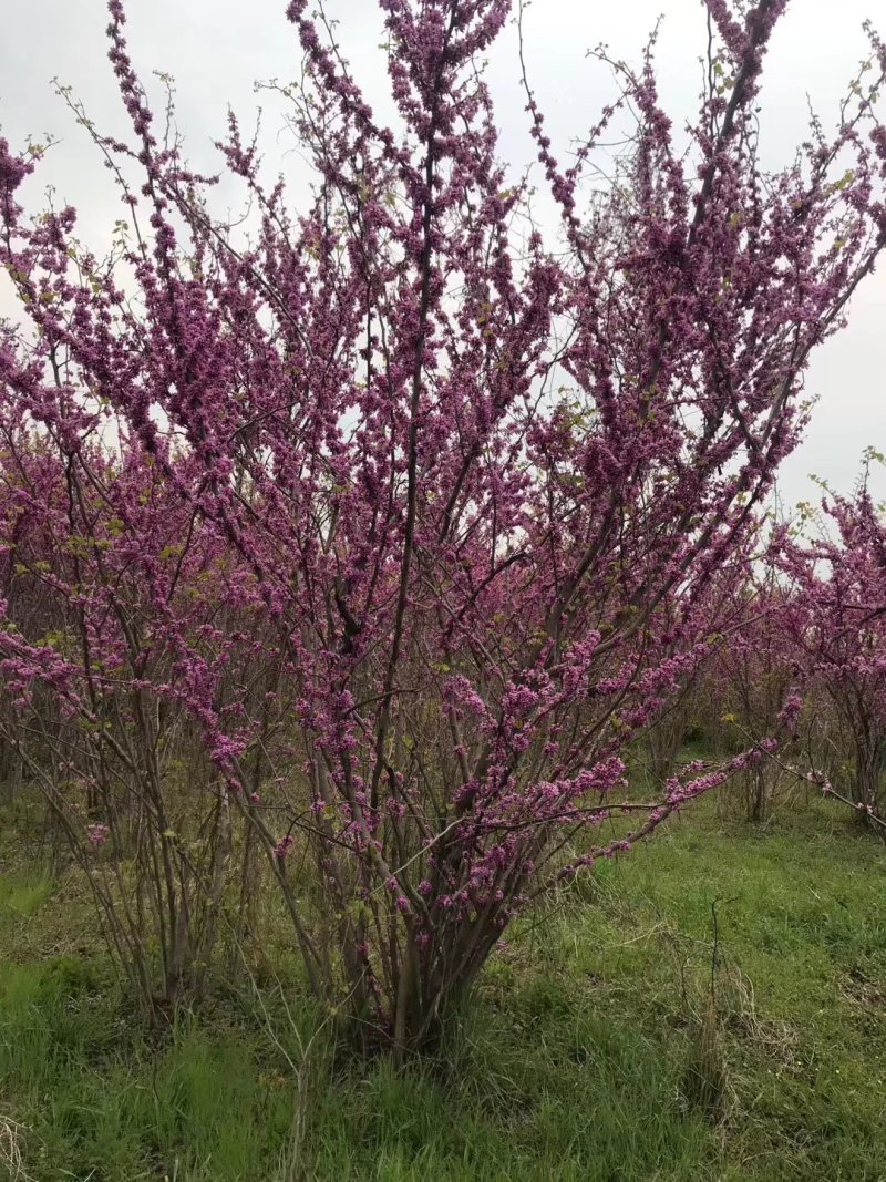 【紫荆】庭院花卉自产自销，一手货源量大从优