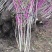 【紫荆】庭院花卉自产自销，一手货源量大从优