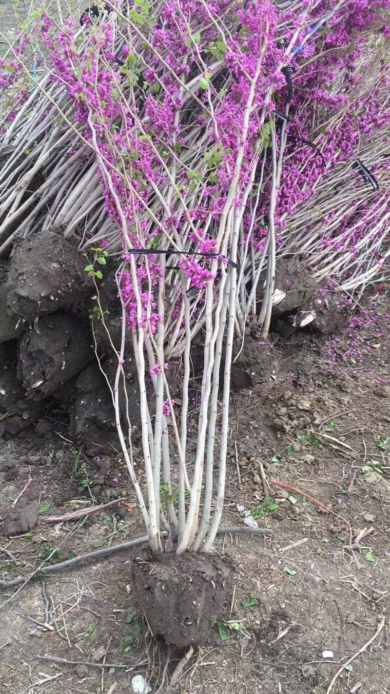 【紫荆】庭院花卉自产自销，一手货源量大从优