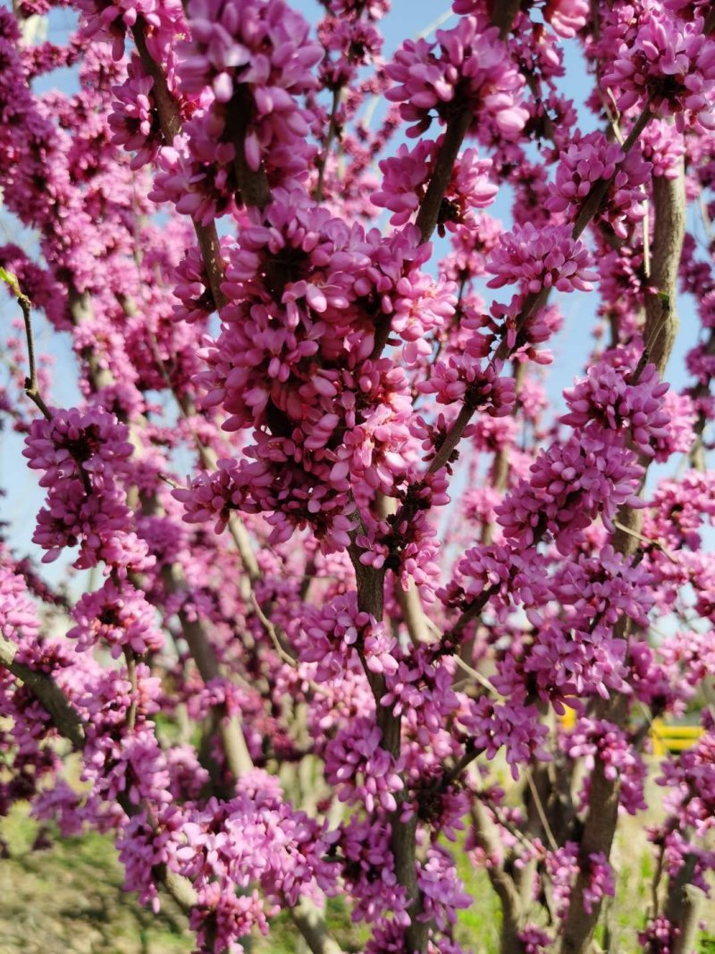 【紫荆】庭院花卉自产自销，一手货源量大从优