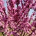 【紫荆】庭院花卉自产自销，一手货源量大从优
