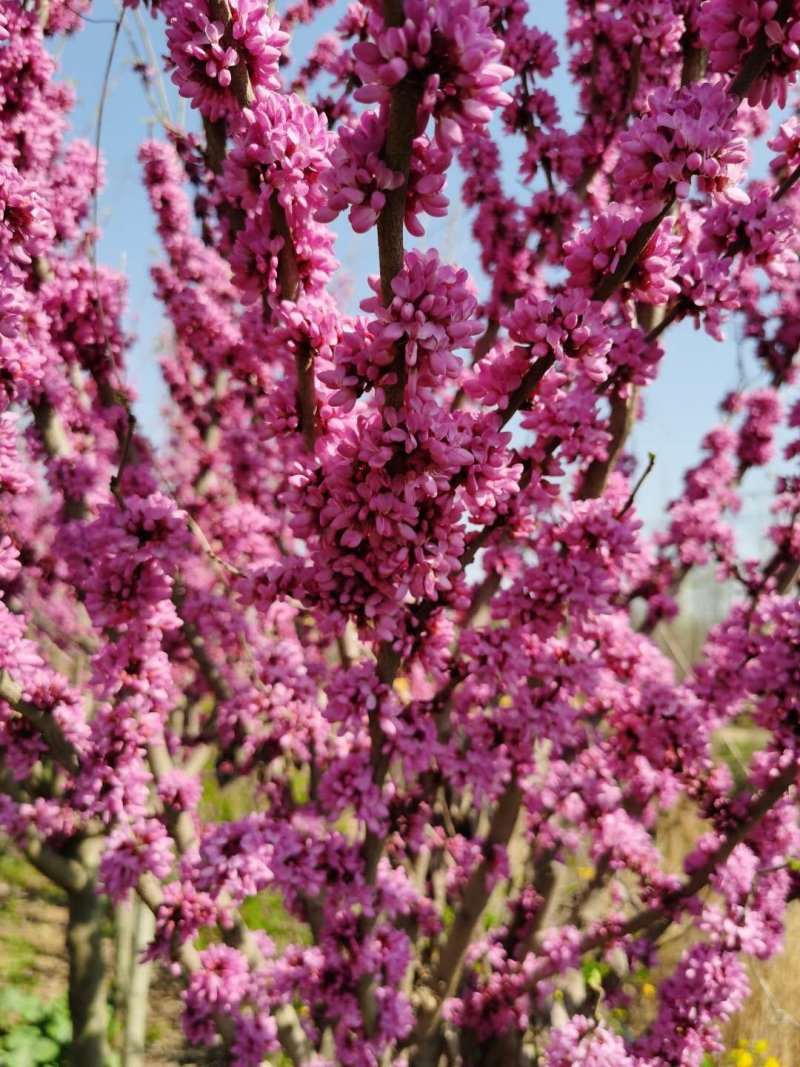 【紫荆】庭院花卉自产自销，一手货源量大从优