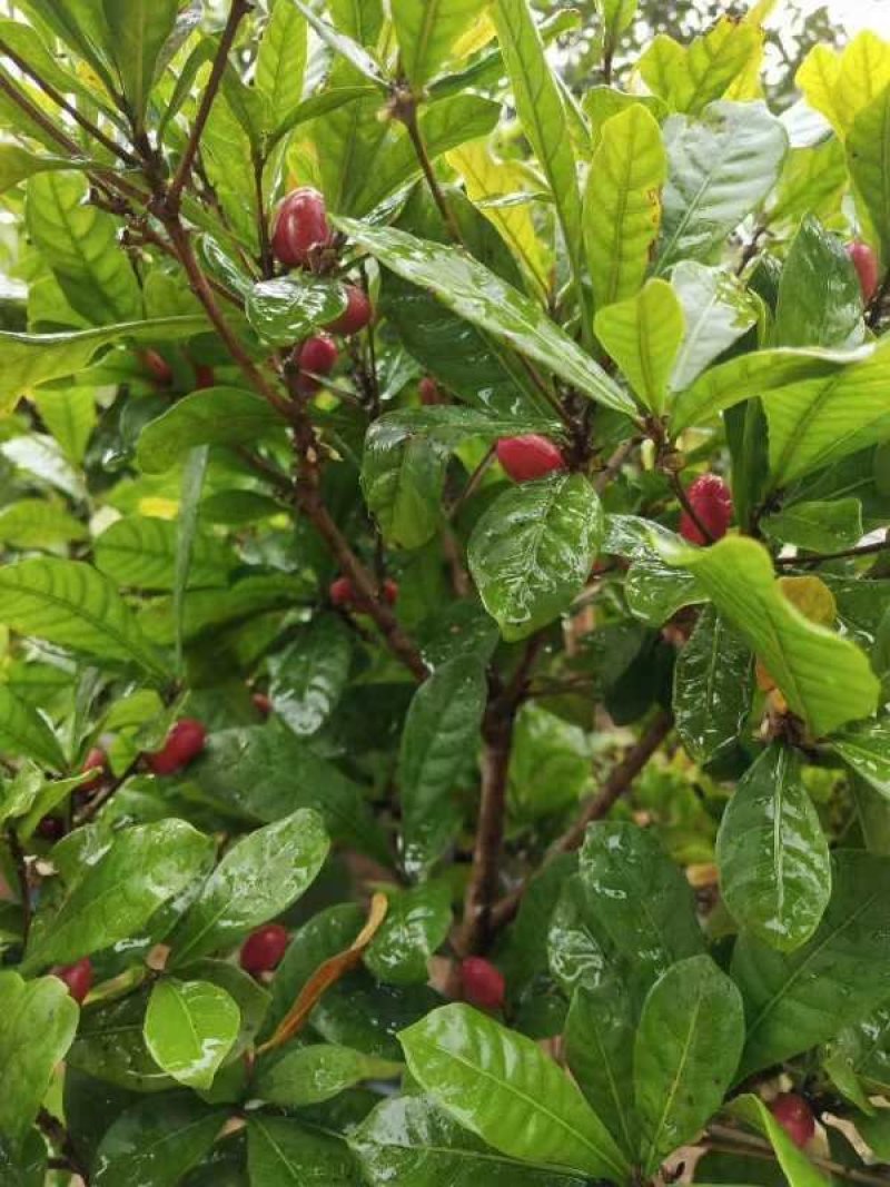 神秘果树苗新品种正宗神秘果苗南北方种植当年四季可结果推荐