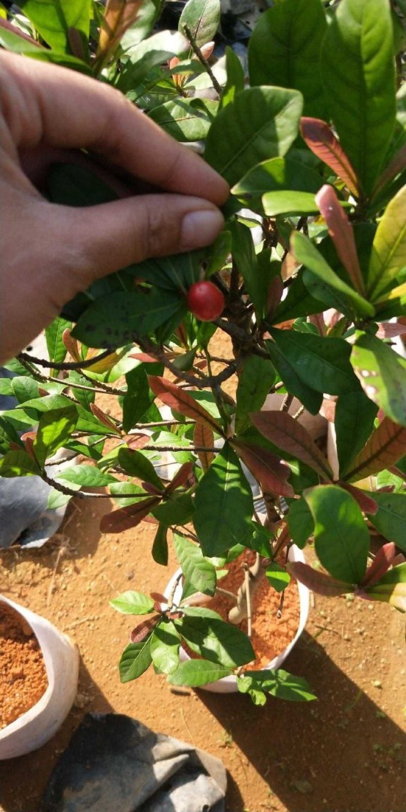 神秘果树苗新品种正宗神秘果苗南北方种植当年四季可结果推荐