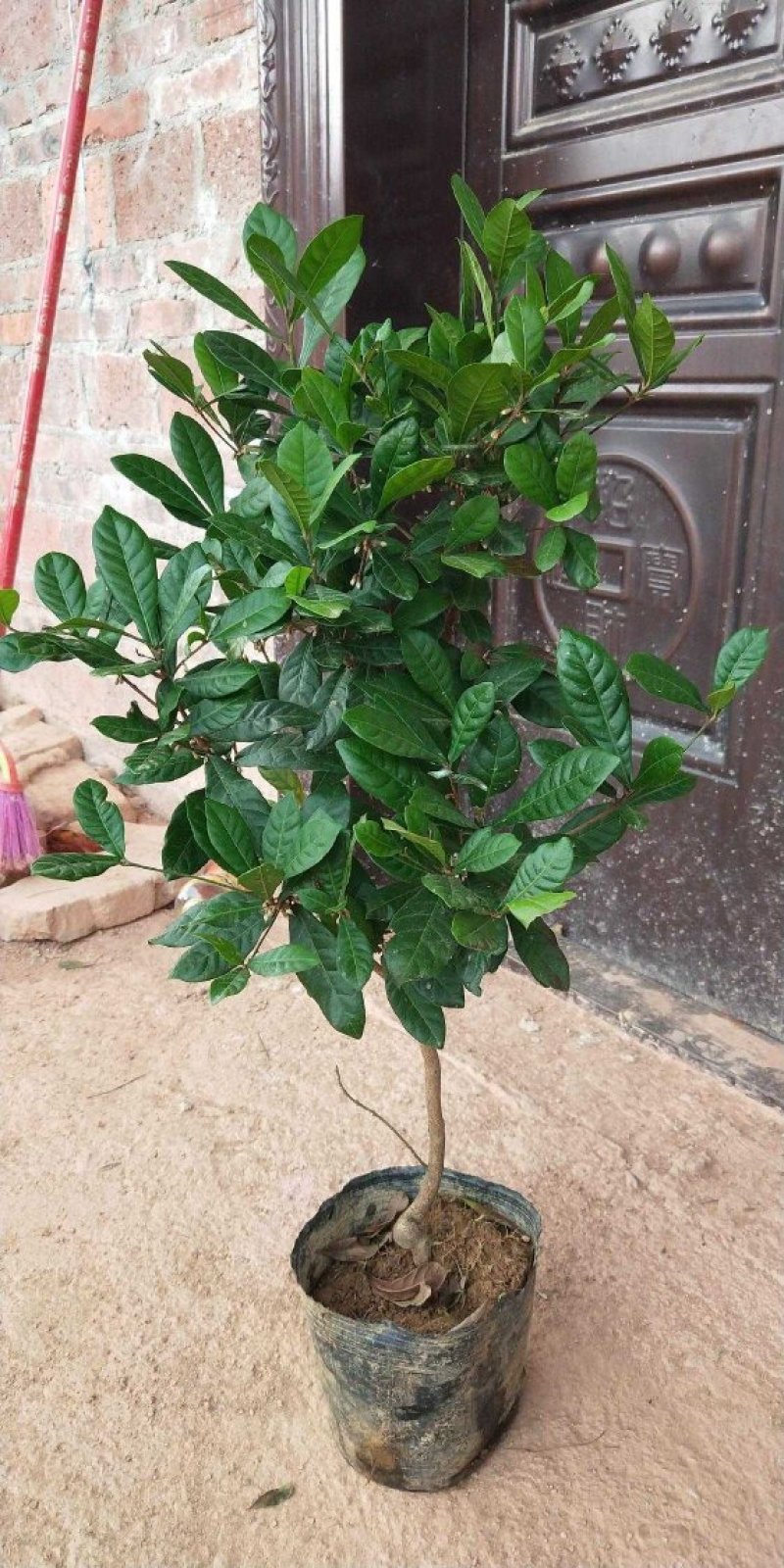 神秘果树苗新品种正宗神秘果苗南北方种植当年四季可结果推荐