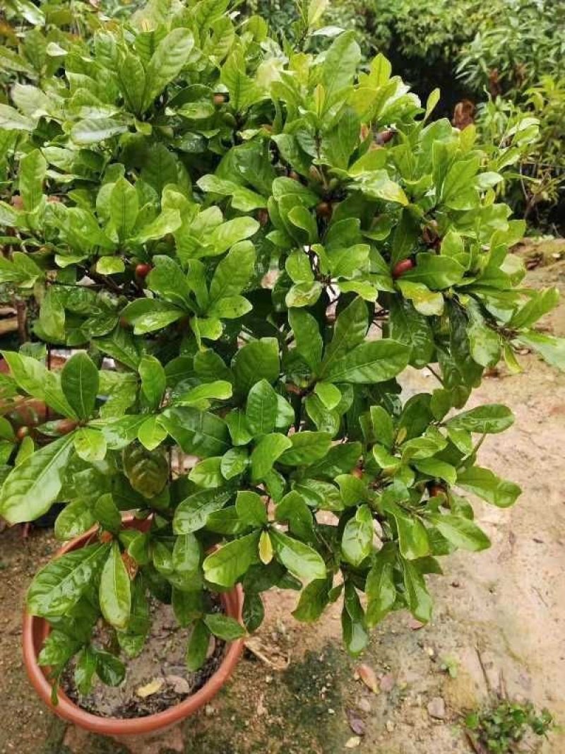 神秘果树苗新品种正宗神秘果苗南北方种植当年四季可结果推荐
