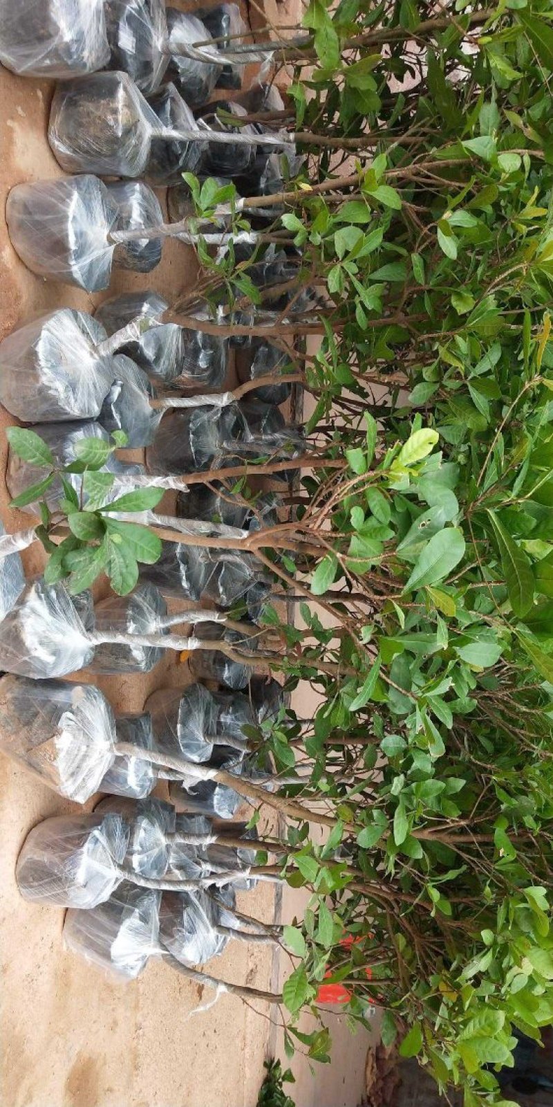 神秘果树苗新品种正宗神秘果苗南北方种植当年四季可结果推荐