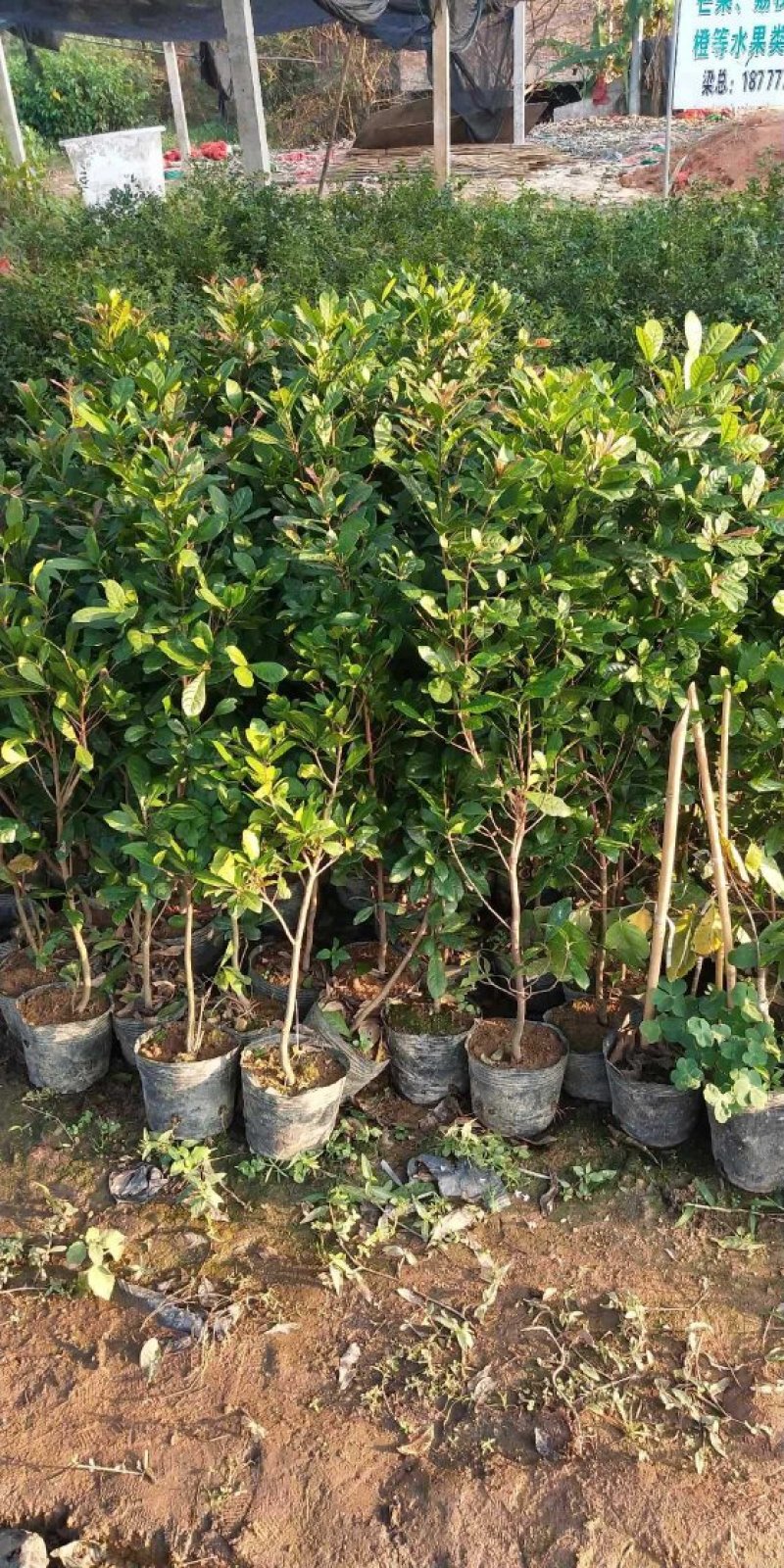 神秘果树苗新品种正宗神秘果苗南北方种植当年四季可结果推荐
