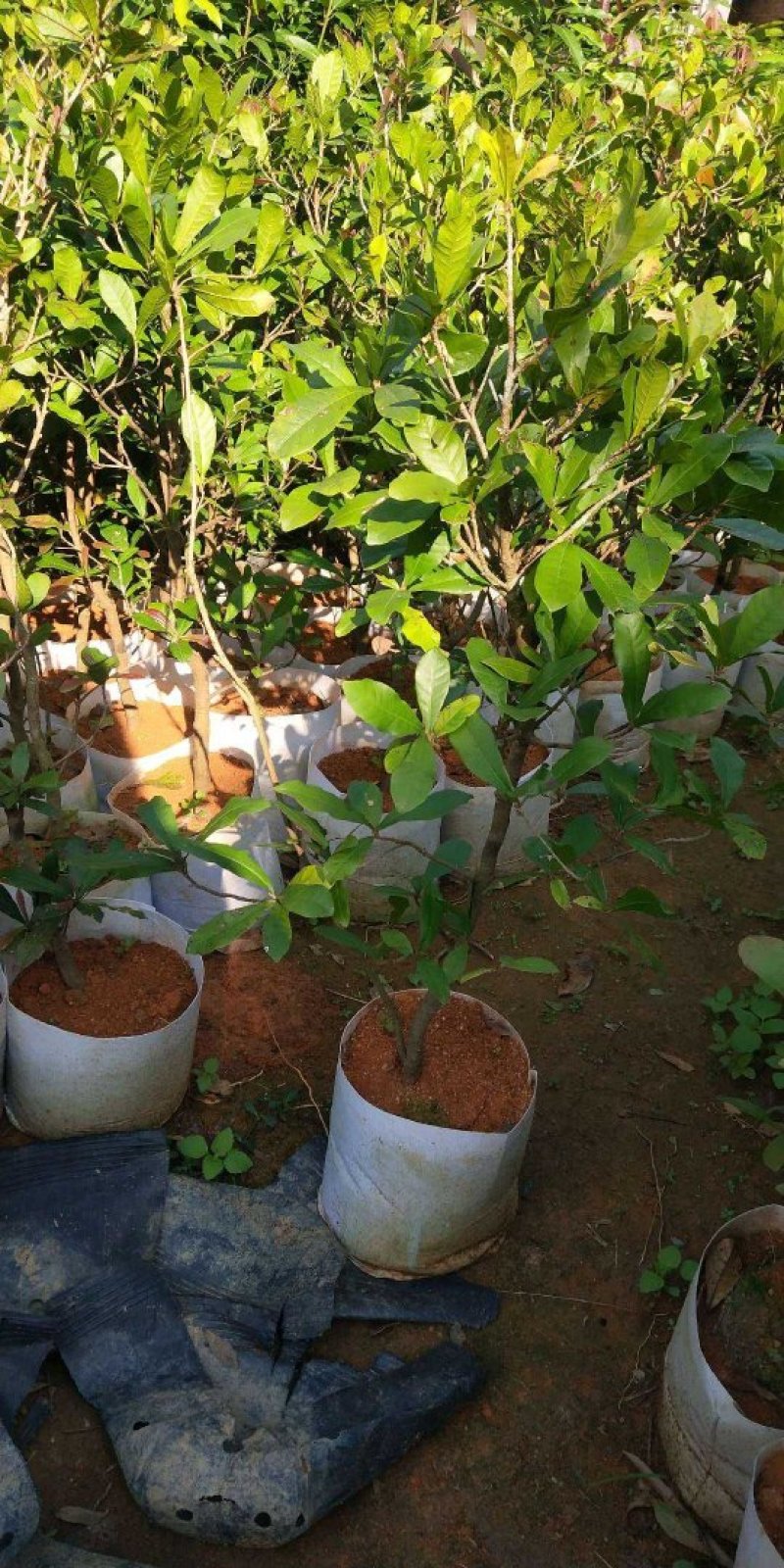 神秘果树苗新品种正宗神秘果苗南北方种植当年四季可结果推荐