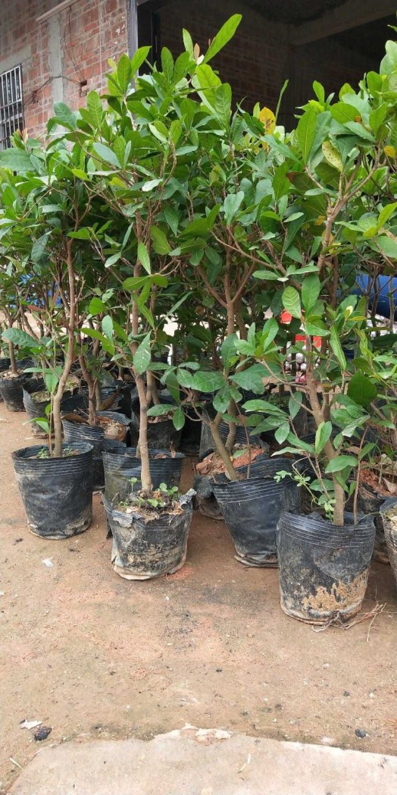 神秘果树苗新品种正宗神秘果苗南北方种植当年四季可结果推荐