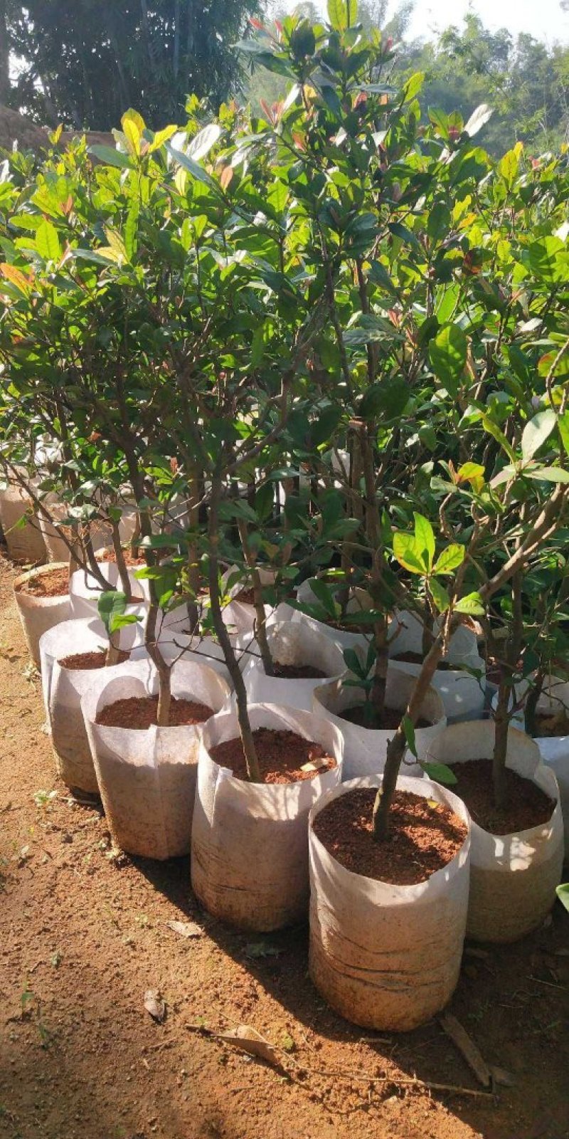 神秘果树苗新品种正宗神秘果苗南北方种植当年四季可结果推荐