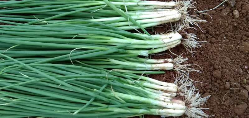 小葱植株形态特写