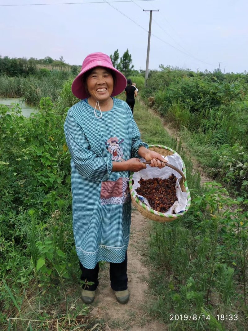 产地桃胶一手货源货到付款