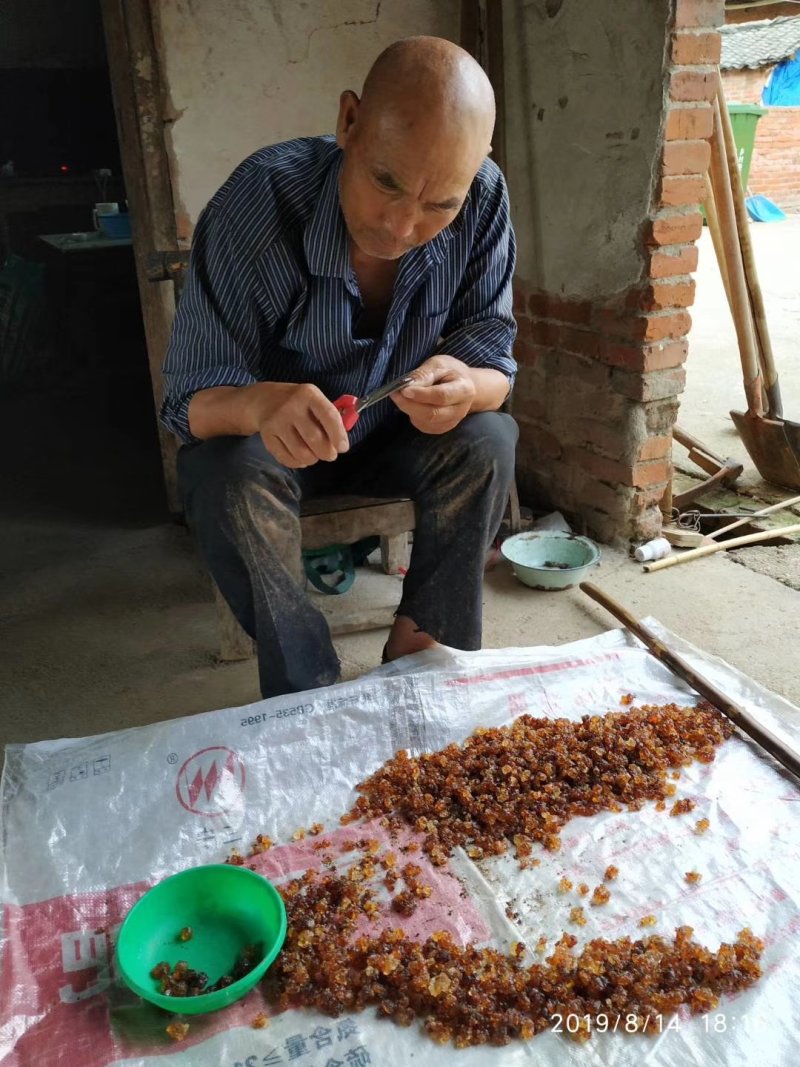 产地桃胶一手货源货到付款