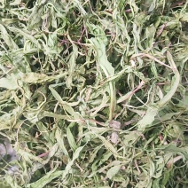 精品蒲公英婆婆丁干菜喝茶