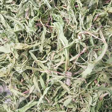 精品蒲公英婆婆丁干菜喝茶