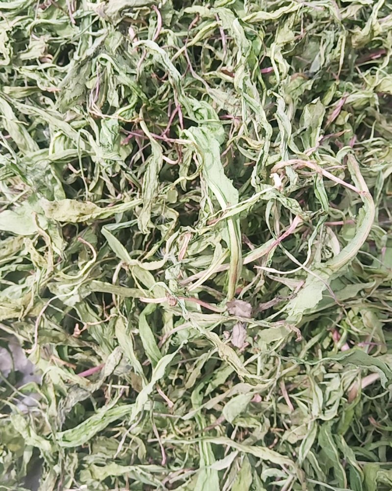 精品蒲公英婆婆丁干菜喝茶