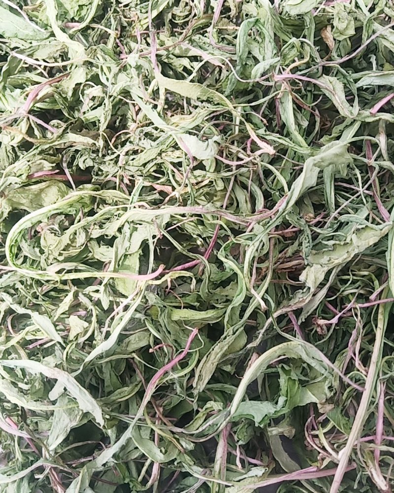 精品蒲公英婆婆丁干菜喝茶