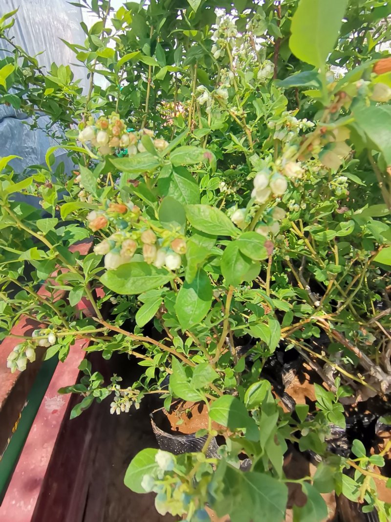 蓝莓盆栽基地直发