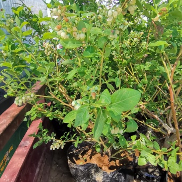 蓝莓盆栽基地直发
