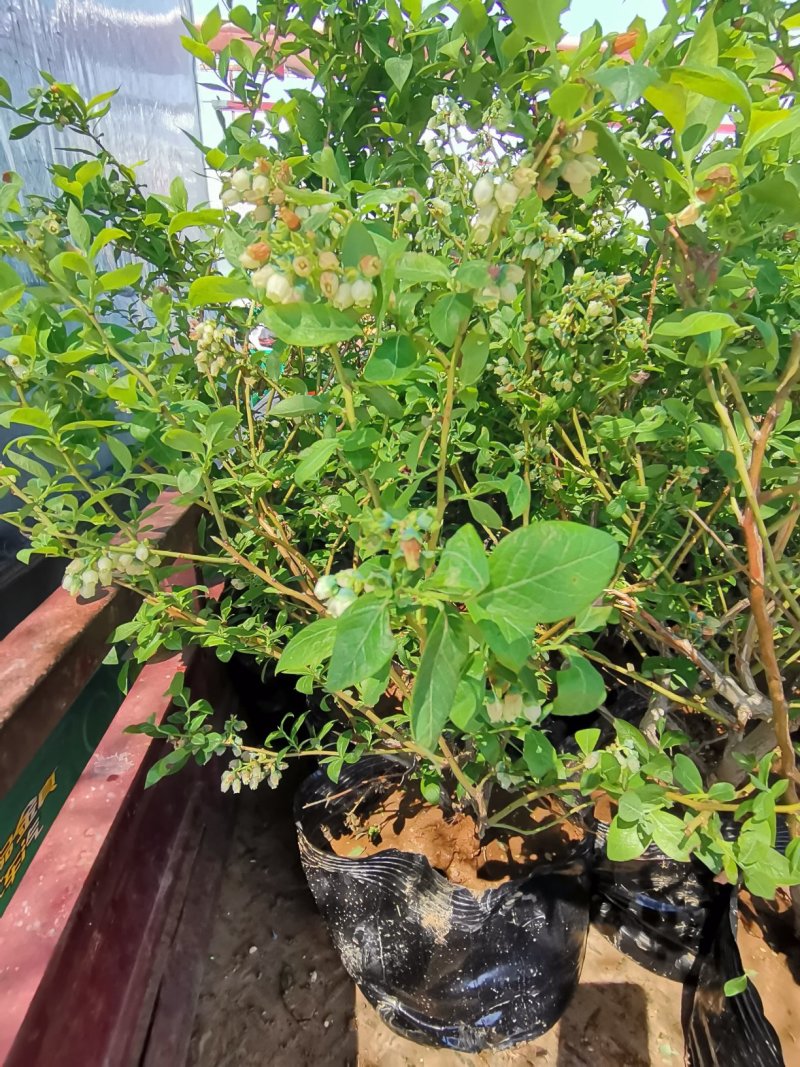 蓝莓盆栽基地直发