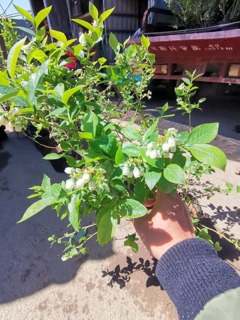 蓝莓盆栽基地直发