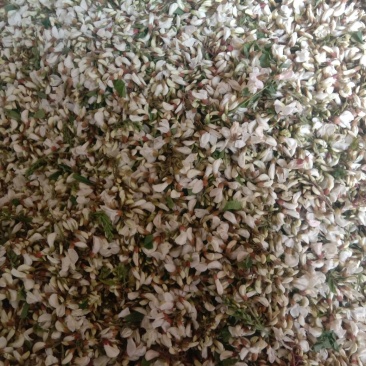 槐花，精品绿色无公害无污染产直供确保食品卫生安全