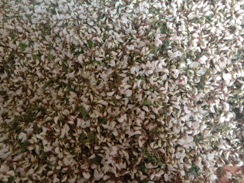 槐花，精品绿色无公害无污染产直供确保食品卫生安全