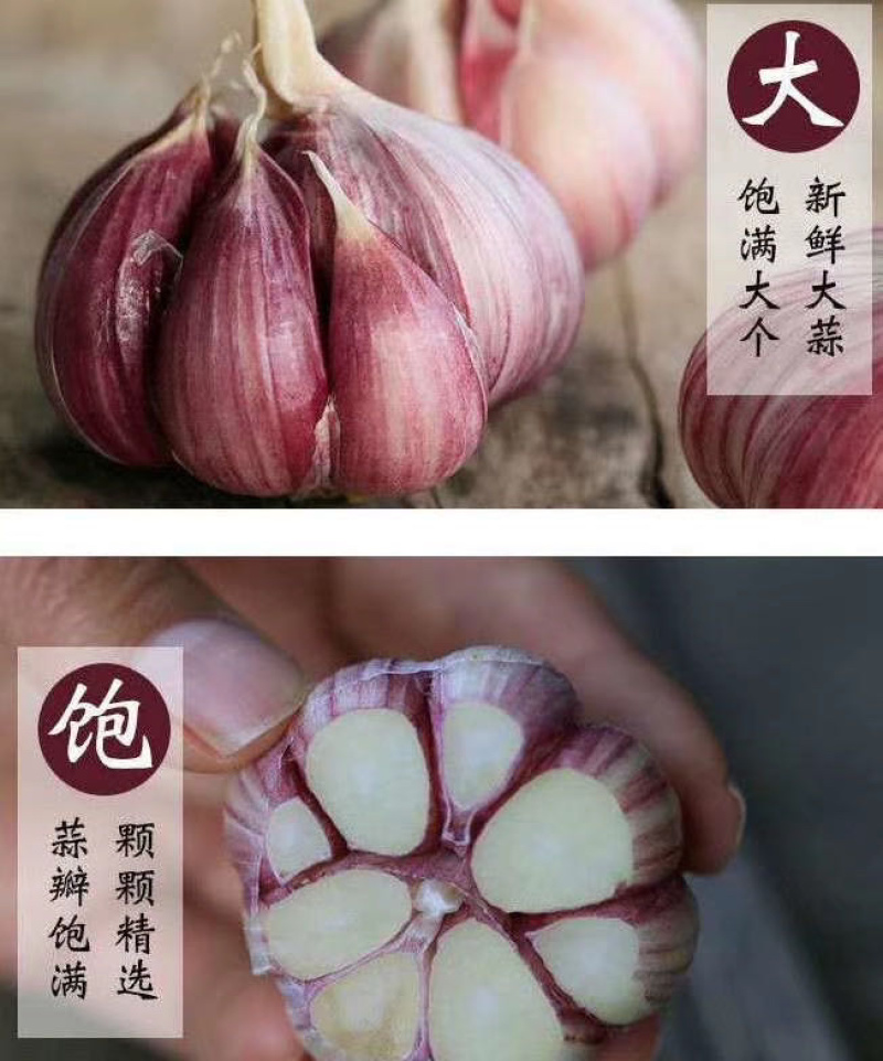 紫皮干大蒜一手货源产地一手货源