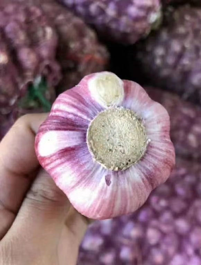 紫皮干大蒜一手货源产地一手货源