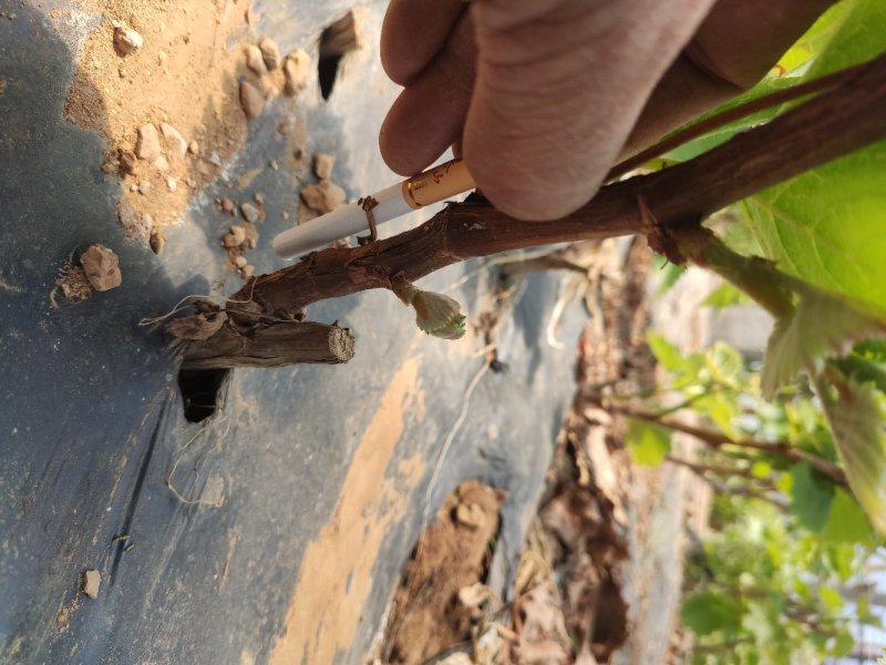 巨峰葡萄苗大蓝宝石葡萄树苖果树果苗南北方种植爬藤盆栽当年