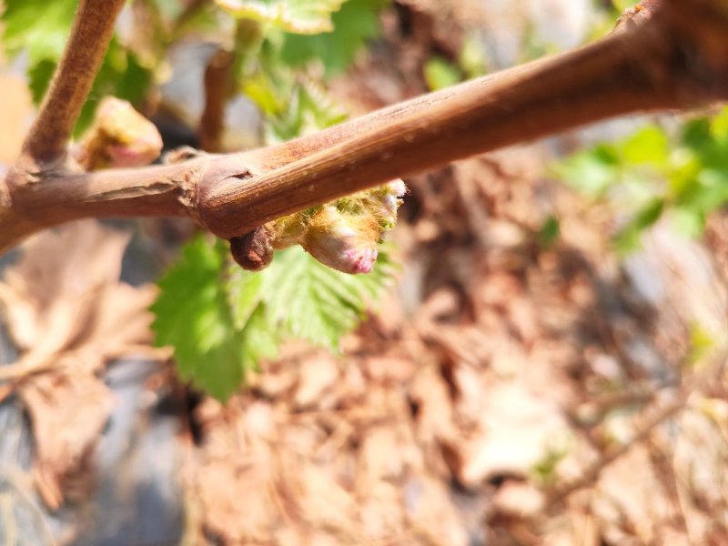 巨峰葡萄苗大蓝宝石葡萄树苖果树果苗南北方种植爬藤盆栽当年