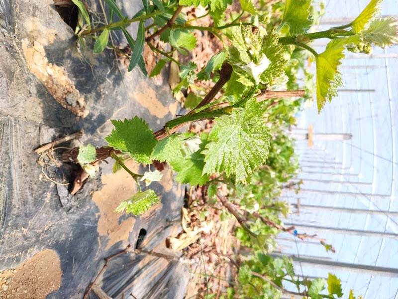 巨峰葡萄苗大蓝宝石葡萄树苖果树果苗南北方种植爬藤盆栽当年