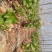 巨峰葡萄苗大蓝宝石葡萄树苖果树果苗南北方种植爬藤盆栽当年