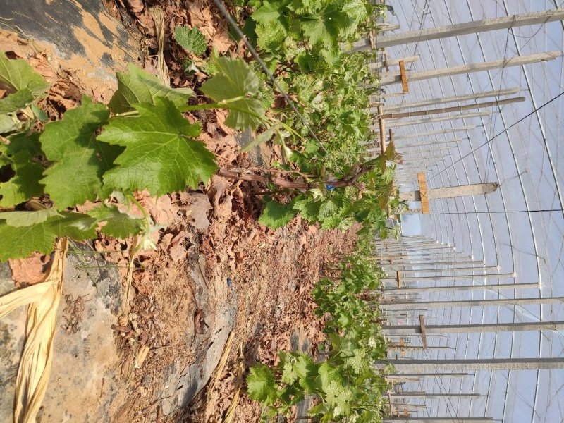巨峰葡萄苗大蓝宝石葡萄树苖果树果苗南北方种植爬藤盆栽当年