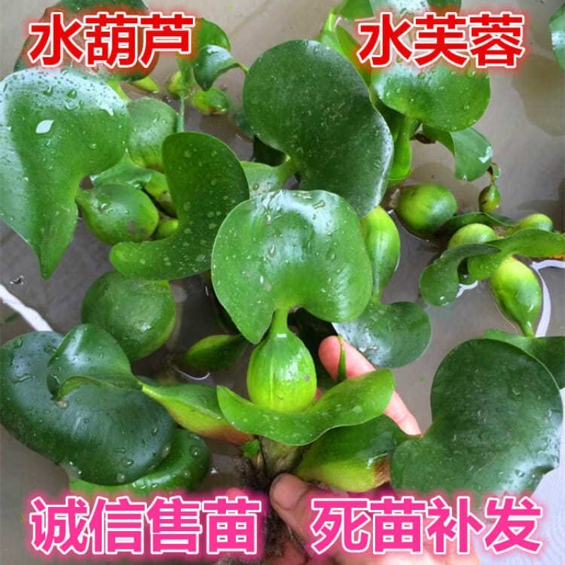 水葫芦植物水生水培水养凤眼莲池塘鱼缸养殖水草水芙蓉净