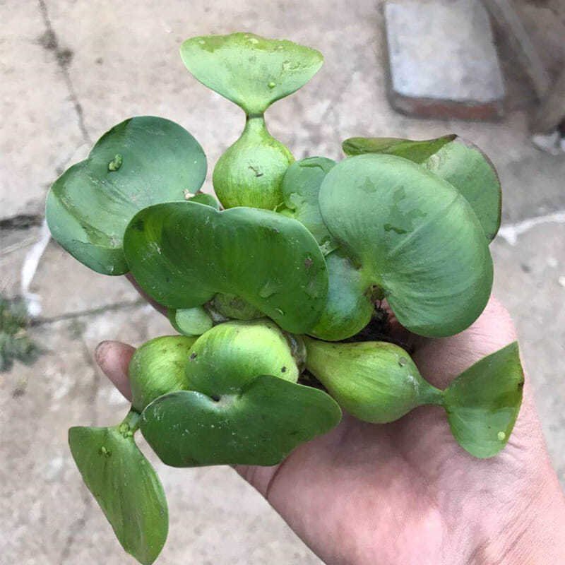 水葫芦植物水生水培水养凤眼莲池塘鱼缸养殖水草水芙蓉净