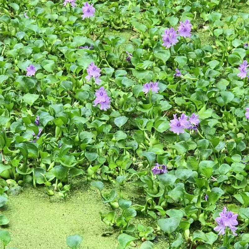 水葫芦植物水生水培水养凤眼莲池塘鱼缸养殖水草水芙蓉净