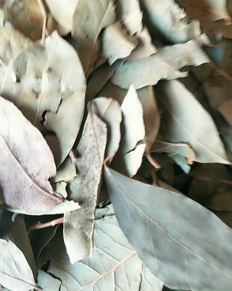 香叶，常年批发供应各种规格产地香叶药食同源中药材