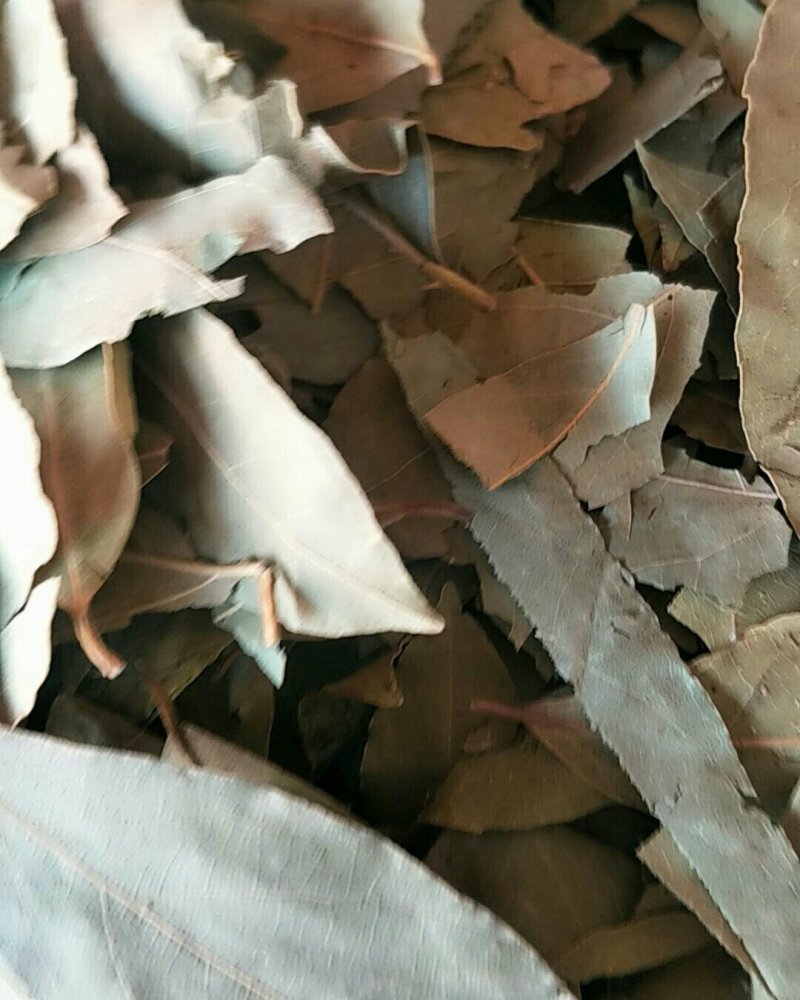 香叶，常年批发供应各种规格产地香叶药食同源中药材