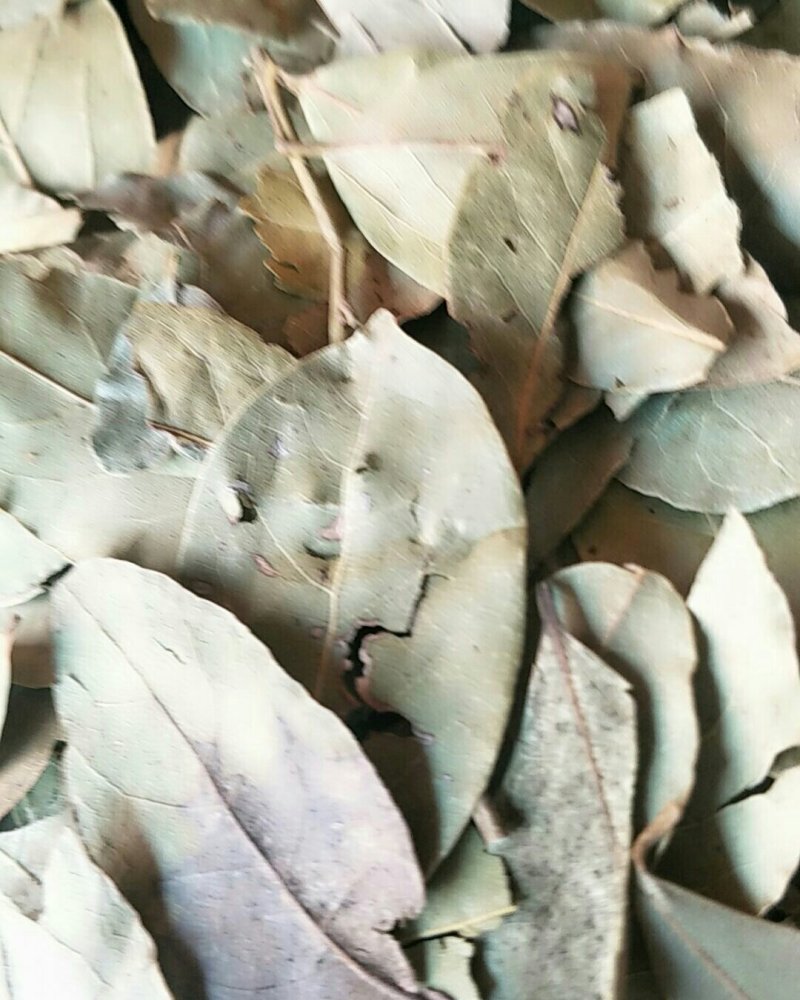 香叶，常年批发供应各种规格产地香叶药食同源中药材