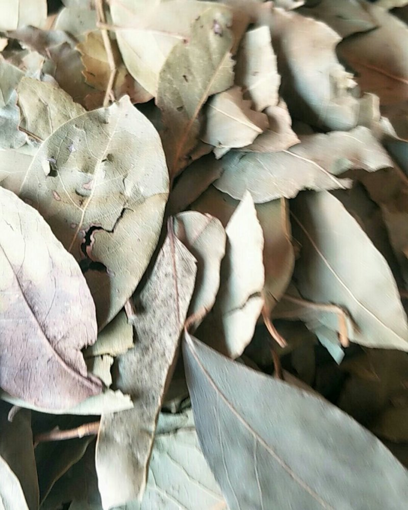 香叶，常年批发供应各种规格产地香叶药食同源中药材