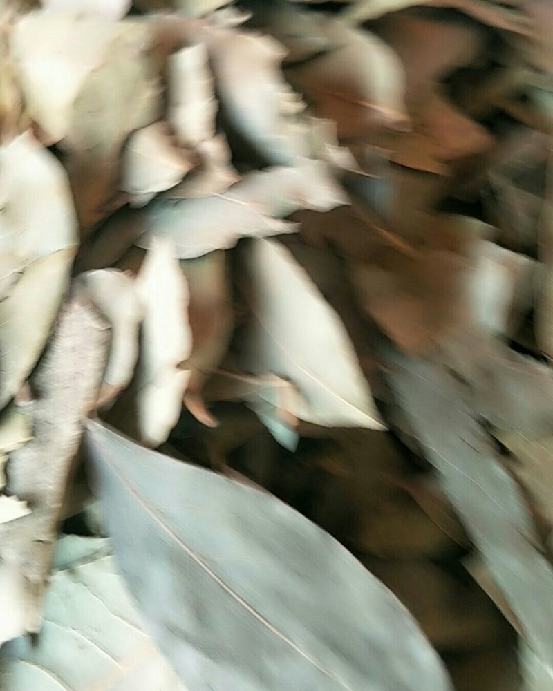香叶，常年批发供应各种规格产地香叶药食同源中药材