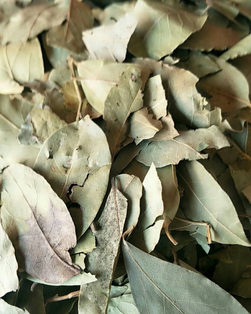 香叶，常年批发供应各种规格产地香叶药食同源中药材