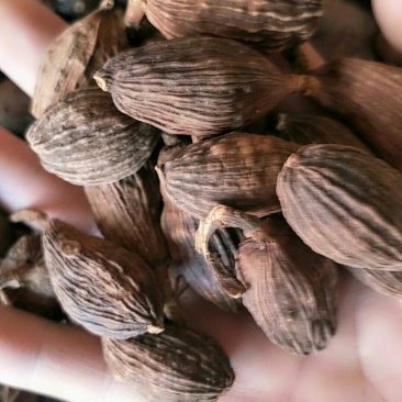 草果，常年批发供应药食同源，草果材料