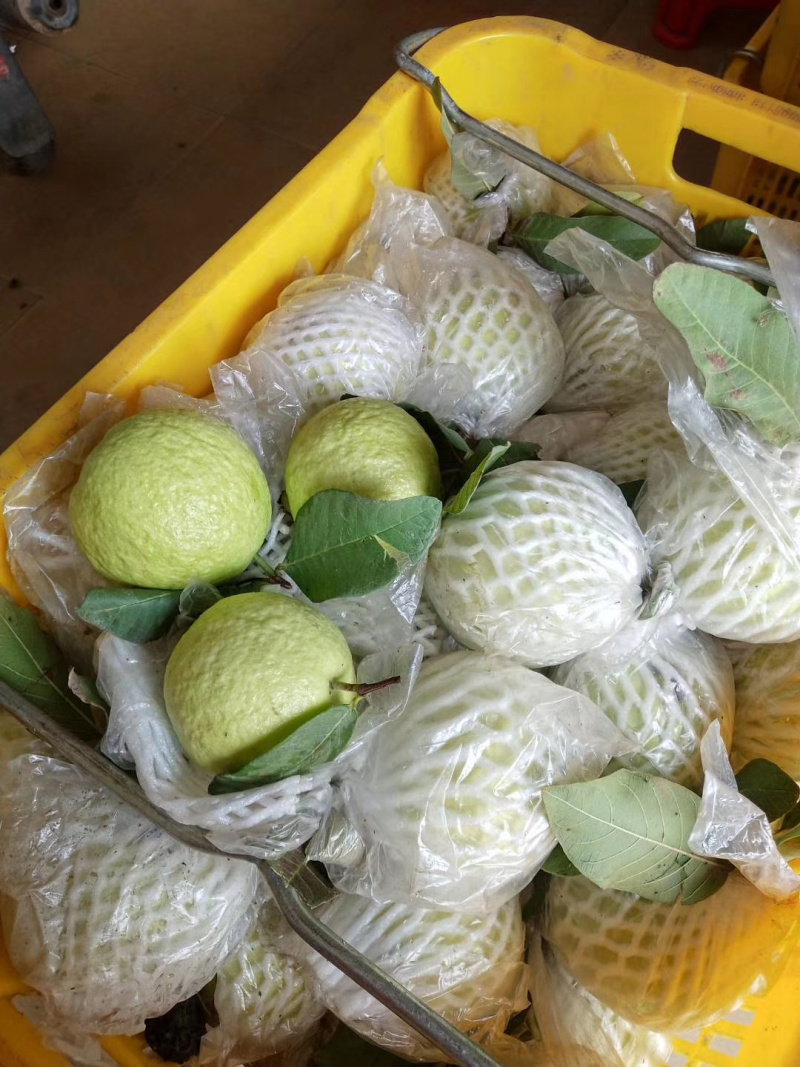 芭乐