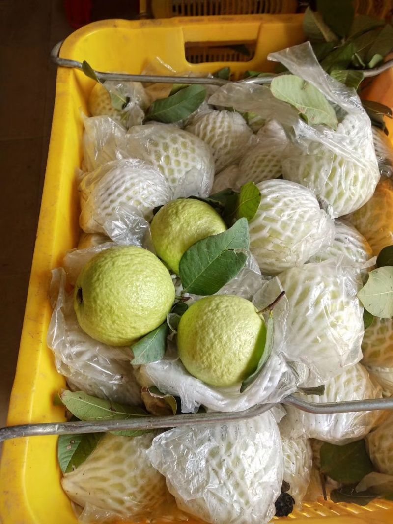 芭乐